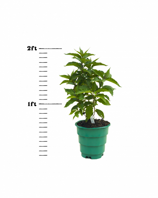 Eutrochium-maculatum