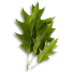 Ecosystem defining keystone species